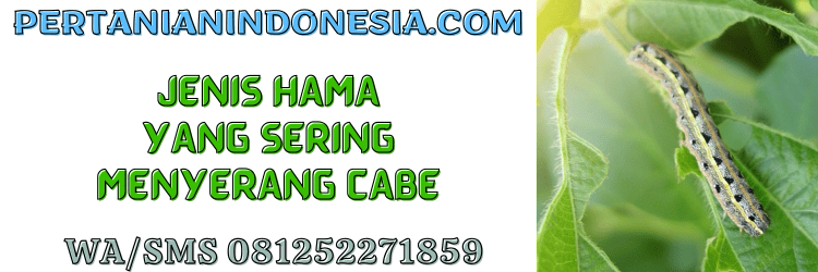 jenis,hama,cabe,cabai,pertanian indonesia